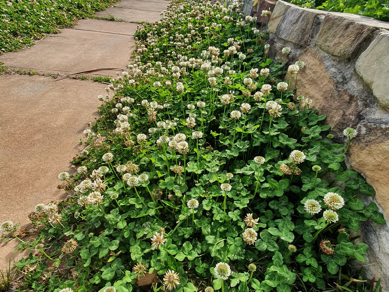 Clover growing through a home lawn