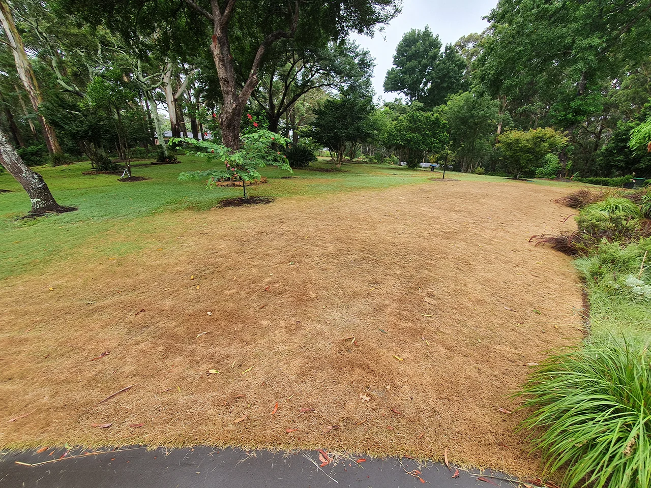 Armyworm damage across a section of lawn